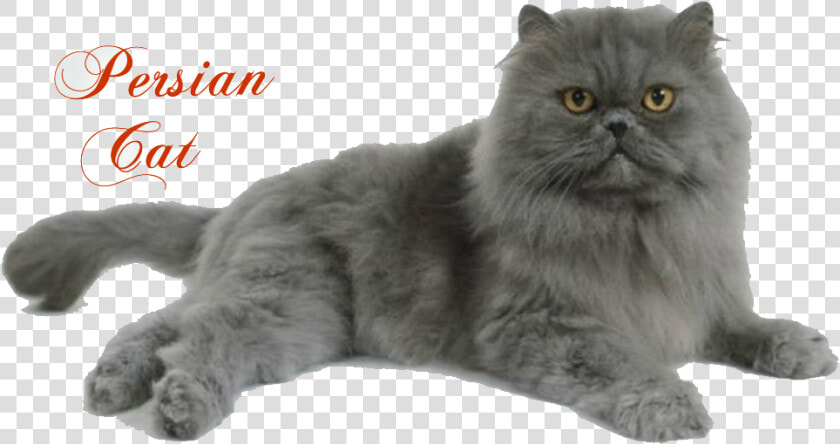 Persian Cat   Full Punch Face Persian Cat  HD Png DownloadTransparent PNG