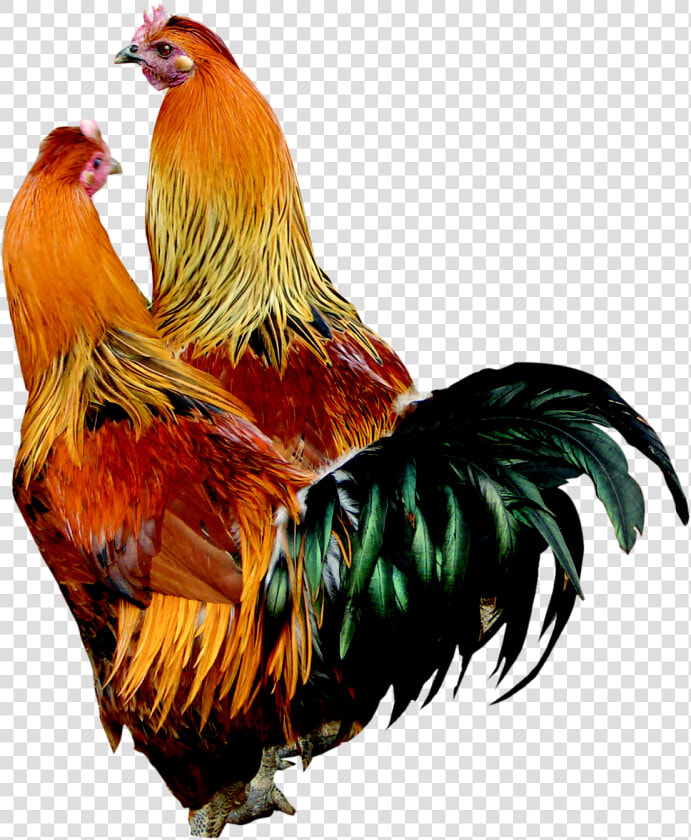 Cock Png   Cock Images Hd Png  Transparent PngTransparent PNG