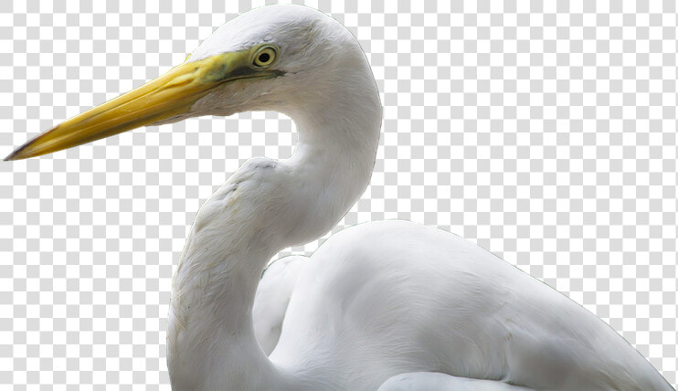 Crane  Bird  Bill  White  Yellow  Plumage  Isolated   Great Egret  HD Png DownloadTransparent PNG