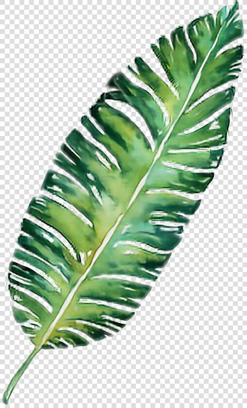  palm  leaf  plant  palmtrees  palmtree  freetoedit   Fern  HD Png DownloadTransparent PNG