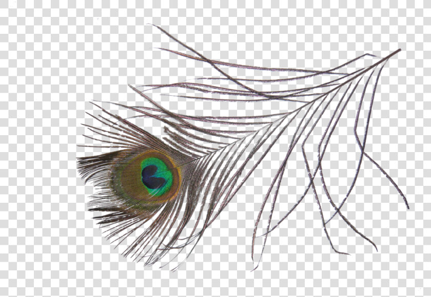 Single Peacock Feather Clip Art   Peafowl  HD Png DownloadTransparent PNG