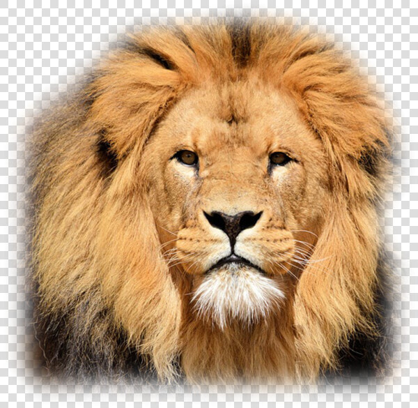 A5261431   Poetry Of Lion  HD Png DownloadTransparent PNG