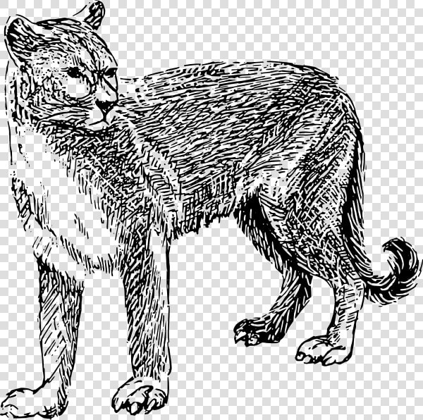 Mountain Lion Clipart Drawn   Mountain Lion Clipart Black And White  HD Png DownloadTransparent PNG