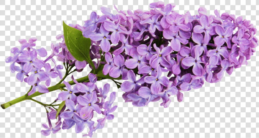 Transparent Lavender Background   Lilac Clipart  HD Png DownloadTransparent PNG