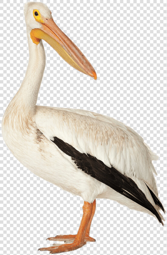 Bird Brown Pelican American White Pelican Deepwater  HD Png DownloadTransparent PNG