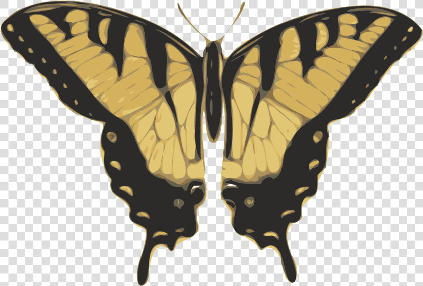 Butterfly Top View Clip Arts   Tiger Swallowtail Butterfly Png  Transparent PngTransparent PNG