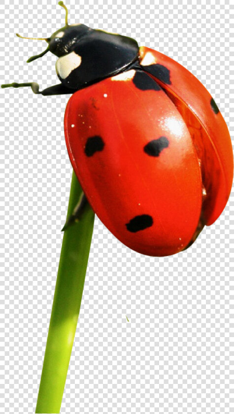 Ladybug Png Image   Ladybug Png  Transparent PngTransparent PNG