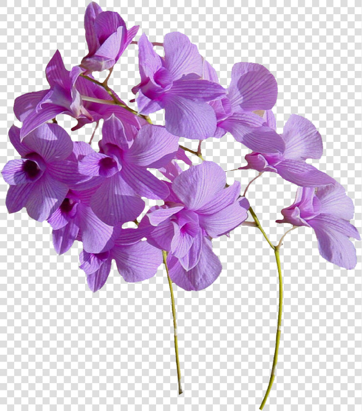 Real Flowers Png Download   Real Flowers Png Transparent  Png DownloadTransparent PNG