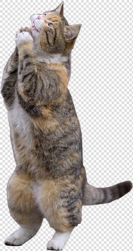 Clip Art Gato Assustado   Pleading Cat  HD Png DownloadTransparent PNG