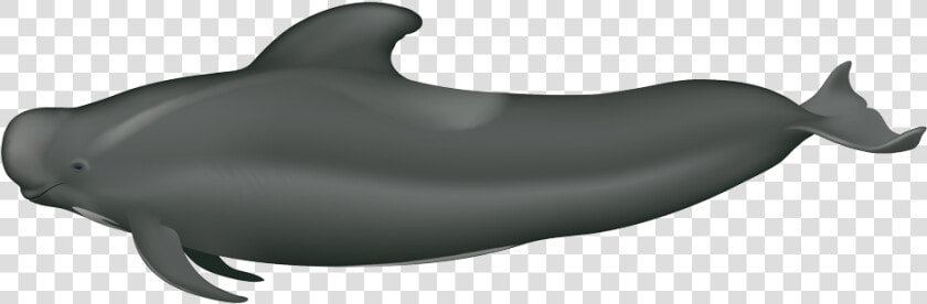 Long Finned Short Finned Pilot Whale  HD Png DownloadTransparent PNG