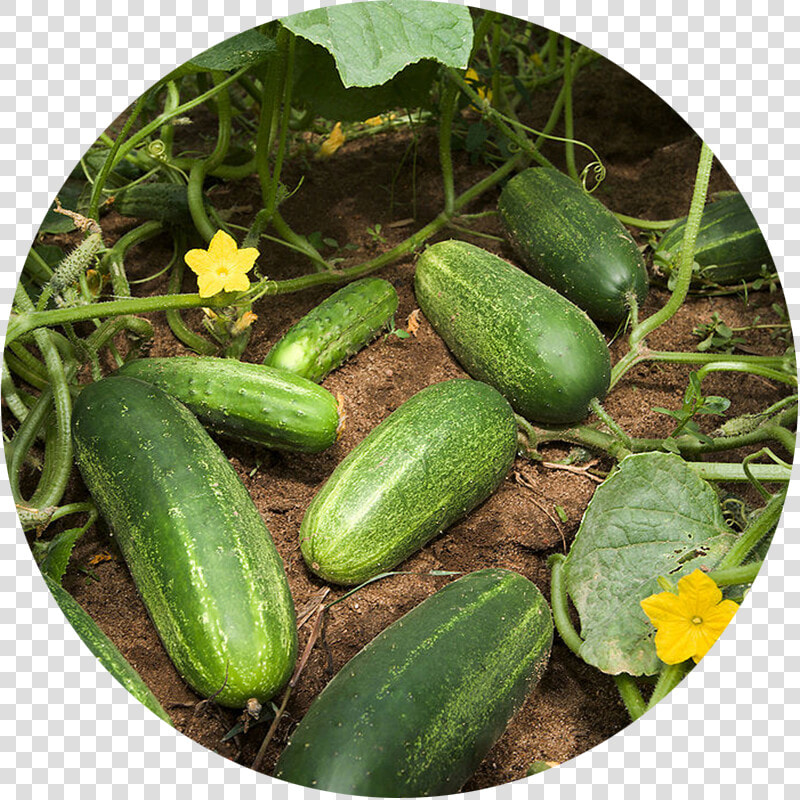 Squash Plant Vs Cucumber Plant  HD Png DownloadTransparent PNG