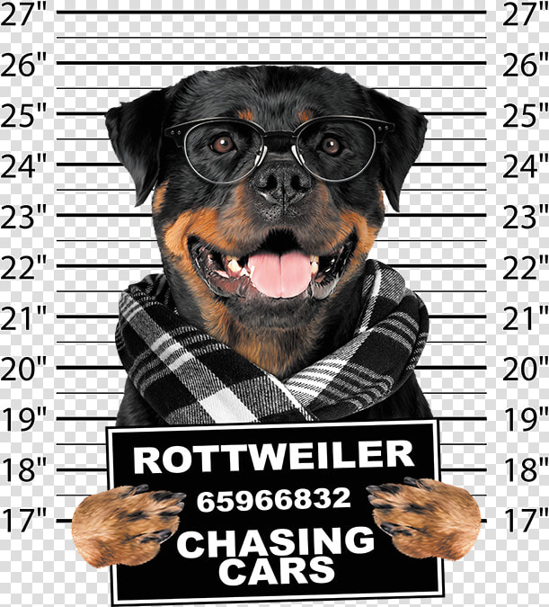 Transparent Rottweiler Png   Hoodie  Png DownloadTransparent PNG