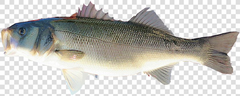 Transparent Striper Png   ปลา ทะเล Png  Png DownloadTransparent PNG