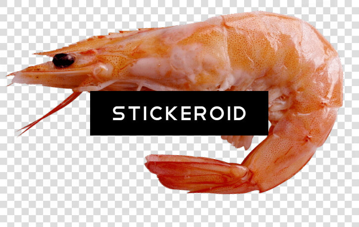 Transparent Shrimp Sick   Battle Prawn  HD Png DownloadTransparent PNG