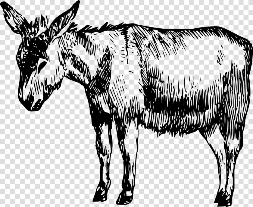 Imagenes De Burro Blanco Y Negro  HD Png DownloadTransparent PNG