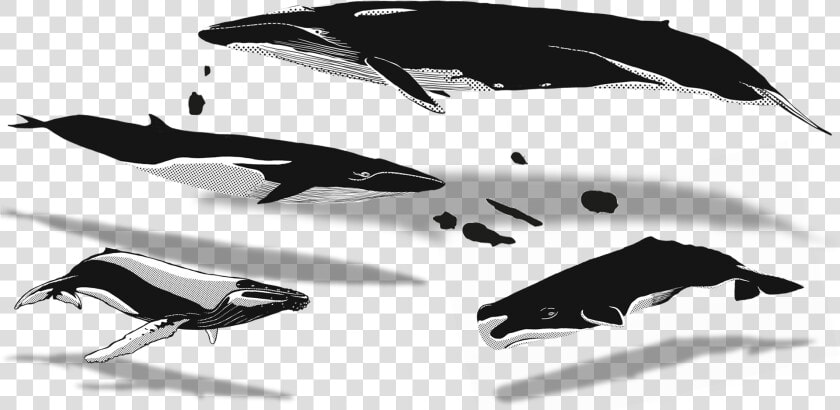 02 Apr Azores Whales Illustration   Humpback Whale  HD Png DownloadTransparent PNG