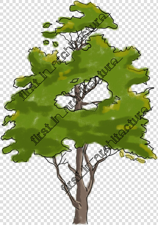 Fia Trees Elevation   Tree In Elevation For Photoshop  HD Png DownloadTransparent PNG