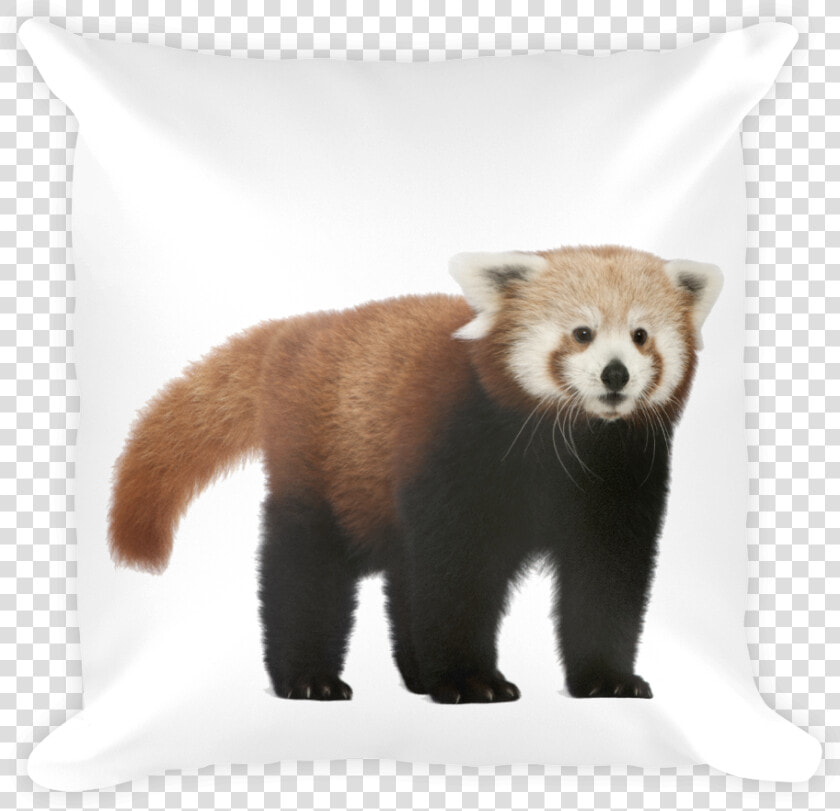 Class Lazyload Lazyload Mirage Cloudzoom Featured Image   Red Panda No Background  HD Png DownloadTransparent PNG