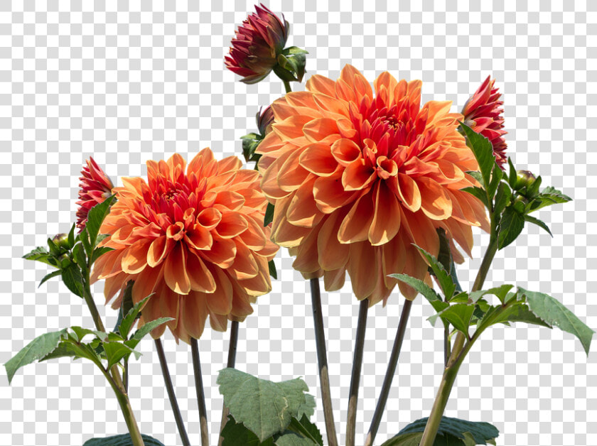 Dahlias  Autumn  Dahlia  Dahlia Garden  Blossom  Bloom   Real Flowers Transparent Background  HD Png DownloadTransparent PNG