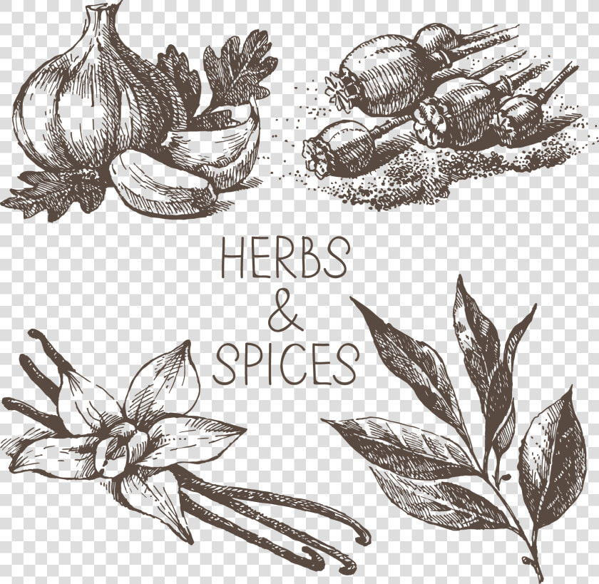 Transparent Spicy Clipart   Spices Black And White Png  Png DownloadTransparent PNG