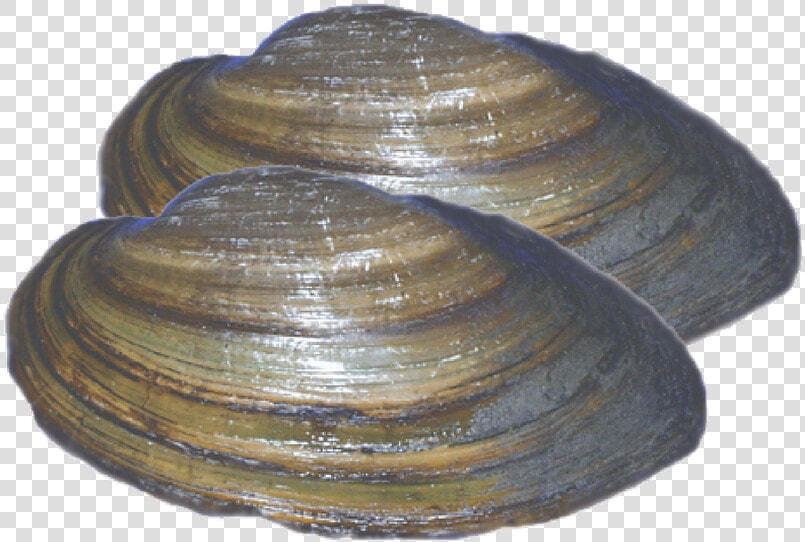 Baltic Clam  HD Png DownloadTransparent PNG