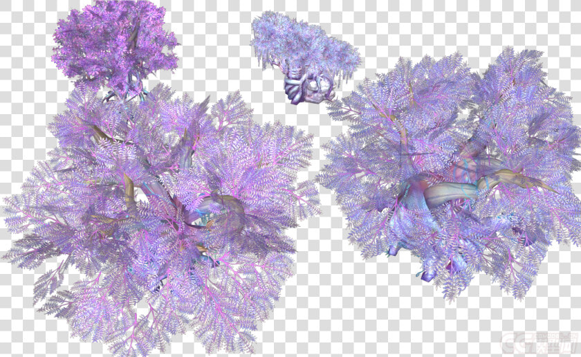 Wisteria  HD Png DownloadTransparent PNG