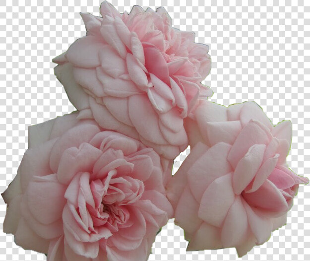  flower  rose  pretty  pink  aesthetic  japan  roses   Hybrid Tea Rose  HD Png DownloadTransparent PNG