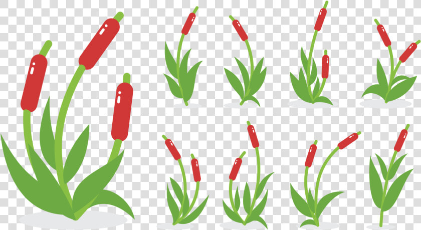 Cattail Vector Graphics Swamp Wetland Aquatic Plants  HD Png DownloadTransparent PNG