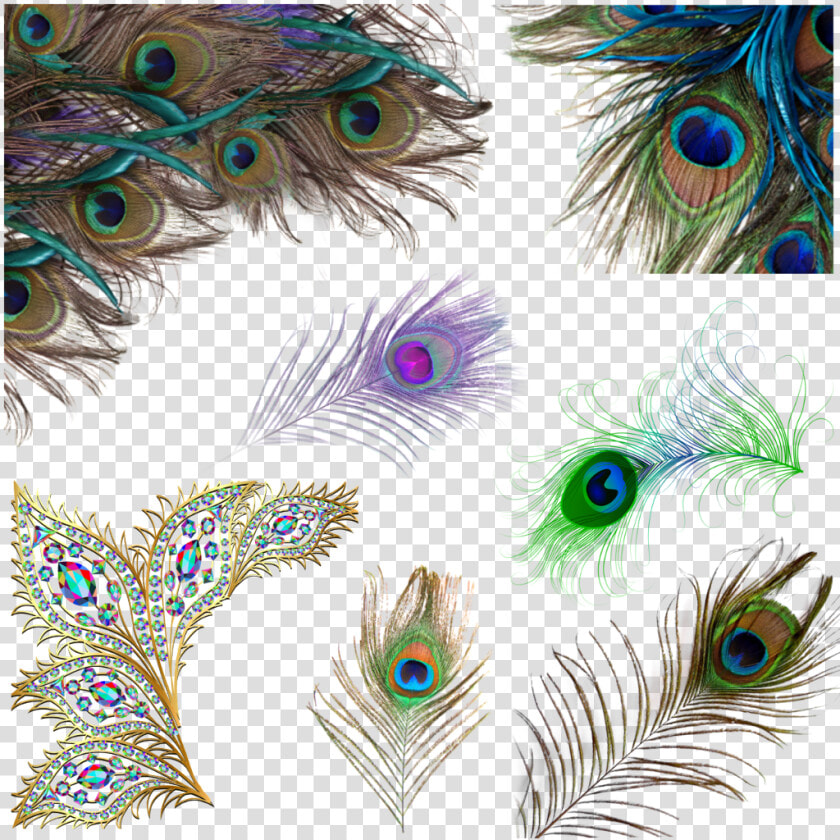 Transparent Peacock Feathers Png   Peacock Feather Png  Png DownloadTransparent PNG