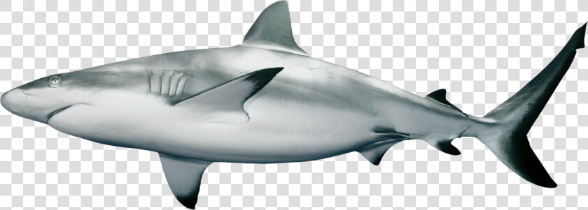 White Shark requiem Shark lamnidae bull Fish tiger   Reef Shark White Background  HD Png DownloadTransparent PNG