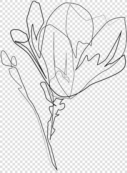  flower  doodle  sketch  freetoedit   Magnolia Flower Line Art Flower  HD Png DownloadTransparent PNG