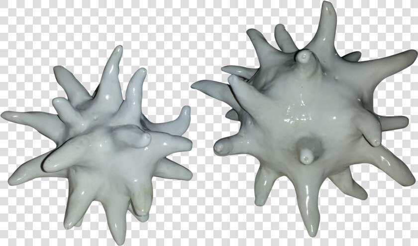 Transparent Sea Urchin Png   Starfish  Png DownloadTransparent PNG