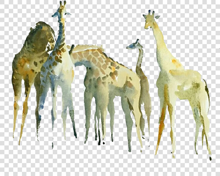 Northern Giraffe Watercolor Painting Drawing   Giraffe  HD Png DownloadTransparent PNG