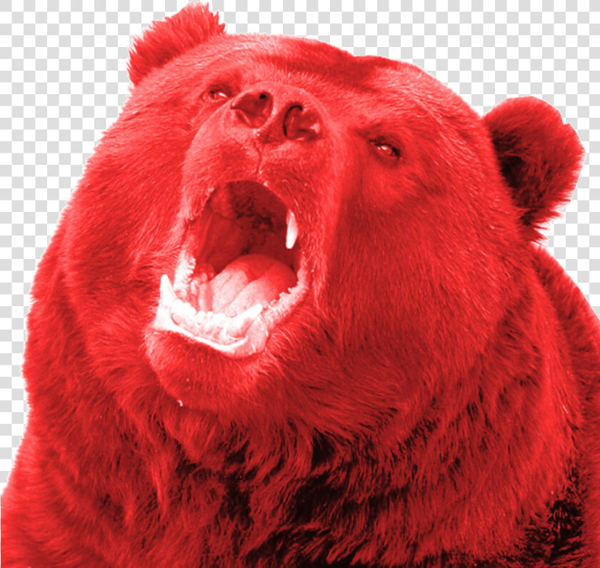 Russian Bears   Png Download   Bear Yawning  Transparent PngTransparent PNG