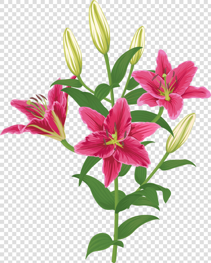 Lily Lilium Female Liliaceae Flower  HD Png DownloadTransparent PNG