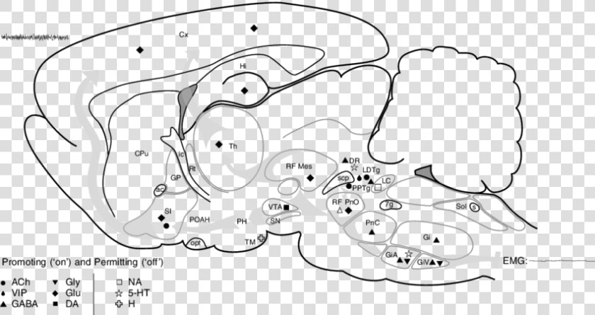 Optic Tract Rat Sagittal  HD Png DownloadTransparent PNG