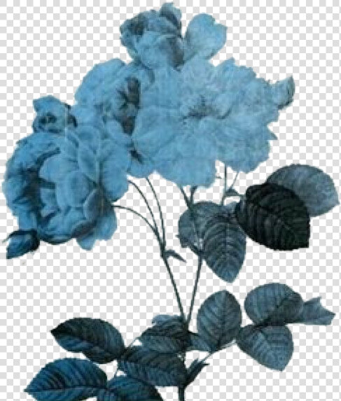  flowers  flores  blue  azules  azul   Transparent Blue Aesthetic Png  Png DownloadTransparent PNG