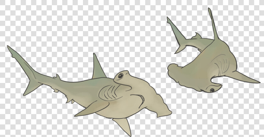 Hammerhead Sharks   Cartoon  HD Png DownloadTransparent PNG