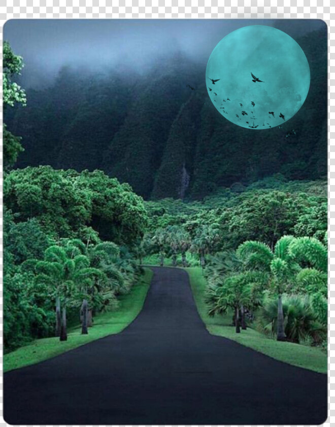  wood  road  nature  trees  background  wallpaper  moon   Koolau Mountains Hawaii Road  HD Png DownloadTransparent PNG