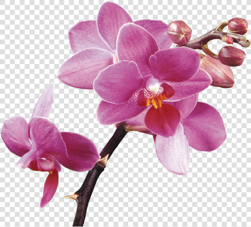 Spa Flower Orchids Free Hq Image Clipart   Vanda Orchid Transparent Background  HD Png DownloadTransparent PNG