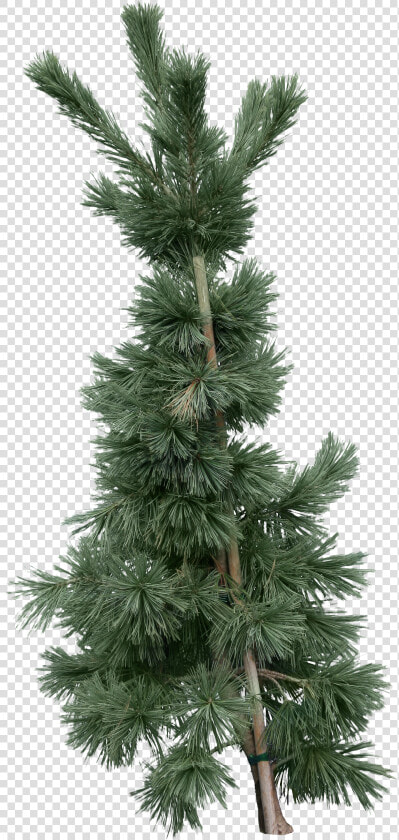 Fir tree Png Image   Fir  Transparent PngTransparent PNG