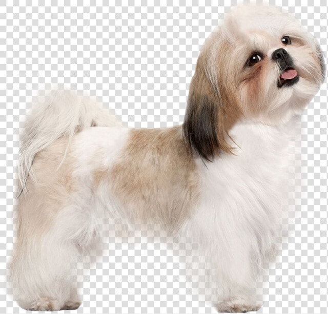 Puppy Dog Transparent Image   Dog Shih Tzu Png  Png DownloadTransparent PNG