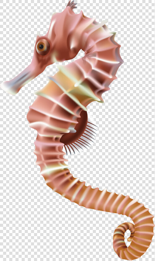 Sea Horse Png   Sea Horse Png Transparent  Png DownloadTransparent PNG