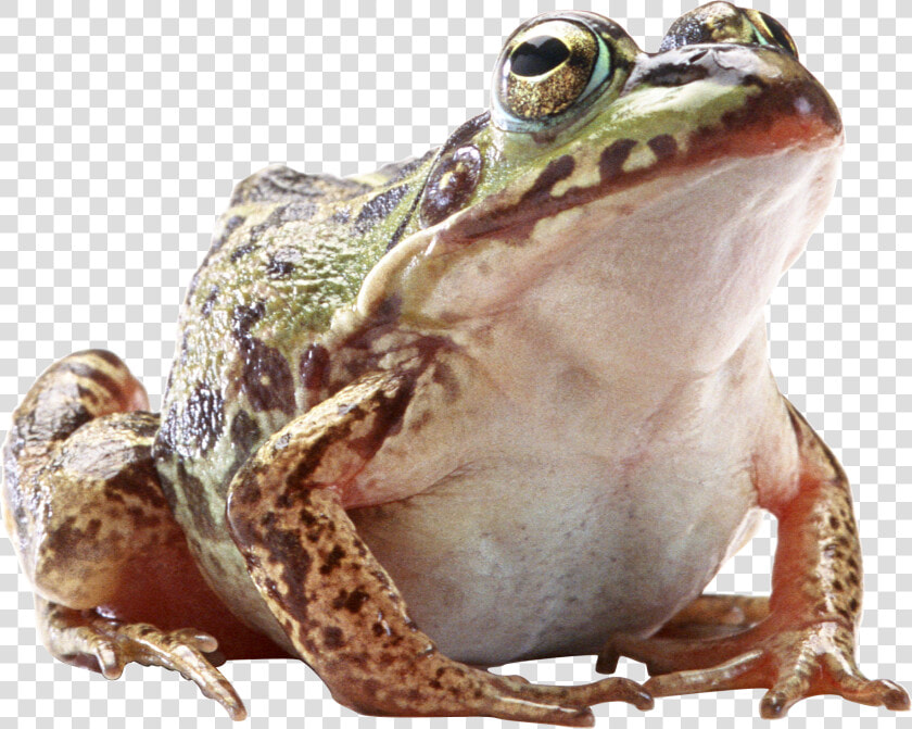 Frog Png   Жаба Пнг  Transparent PngTransparent PNG