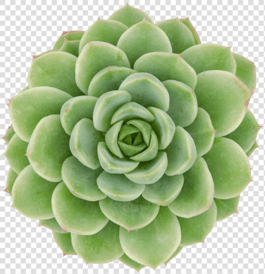 Echeveria Lime And Chile  HD Png DownloadTransparent PNG