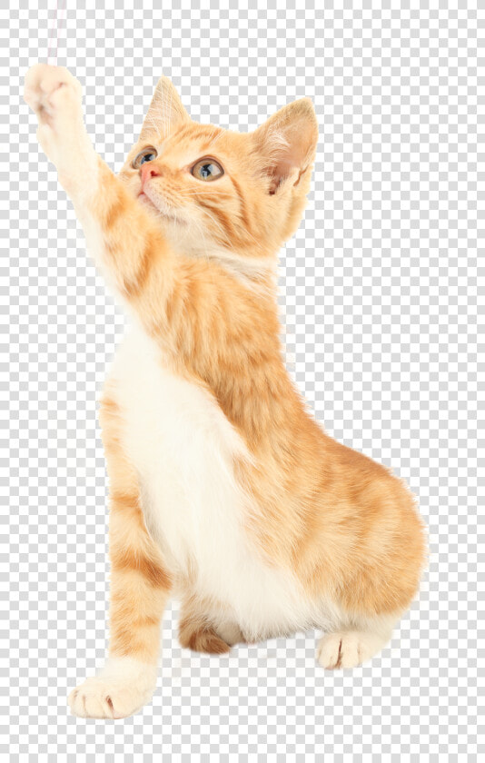 Cat Png Picture   Squitten  Transparent PngTransparent PNG