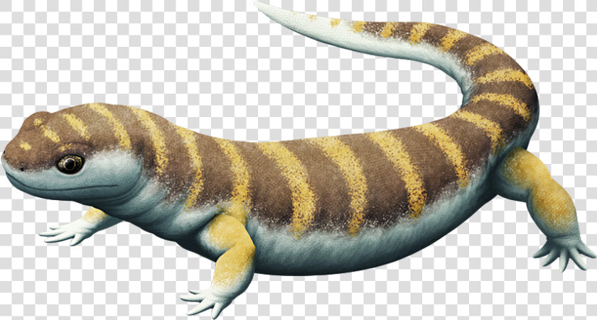 Salamander Png  Transparent PngTransparent PNG