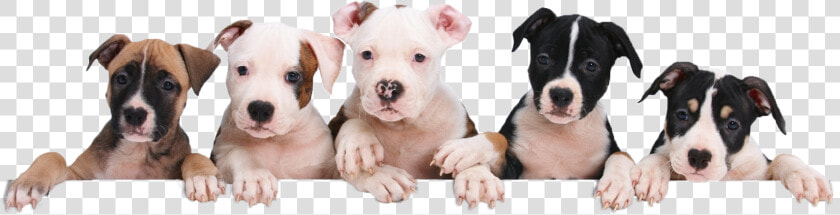 Petland Naperville Puppy Package Value   Puppies Png  Transparent PngTransparent PNG