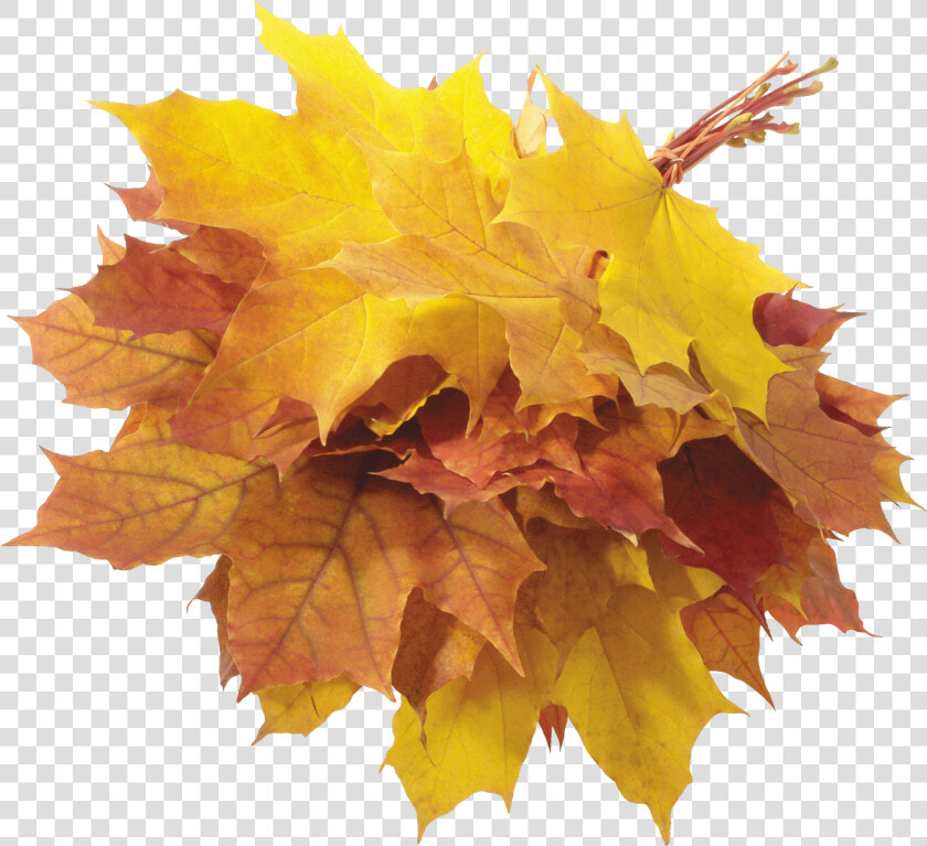 Hojas De Otoño  HD Png DownloadTransparent PNG