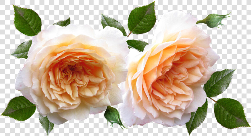 Roses  Flowers  Plants  Garden  Perfume   Flores Y Plantas Png  Transparent PngTransparent PNG